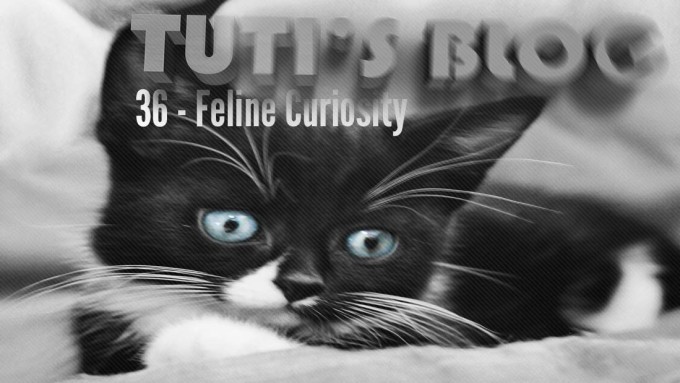 Feline curiosity, tuti fruti as a kitten